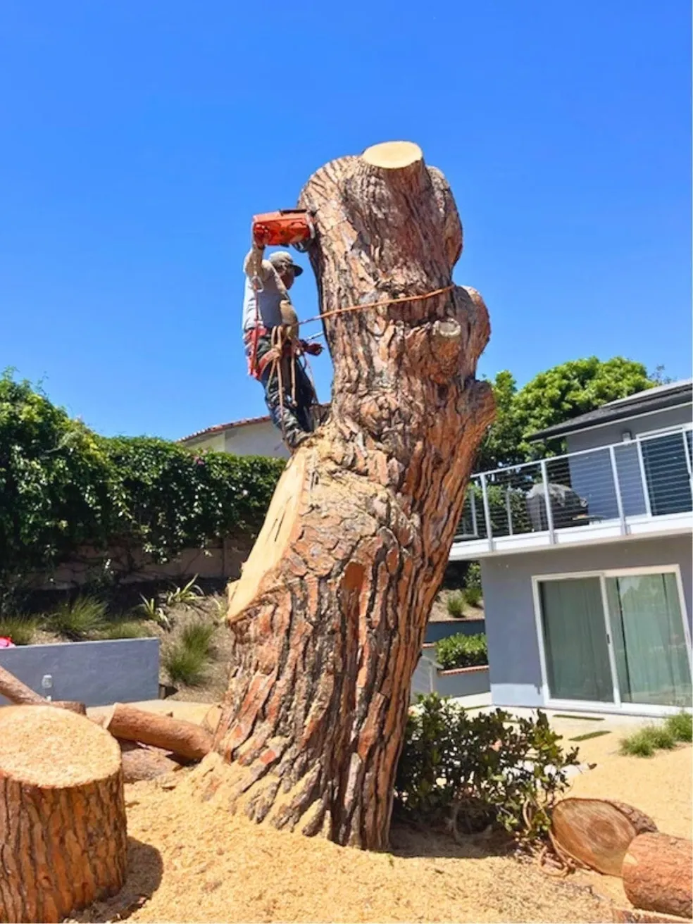 Perez Tree Service & Landscaping project 10