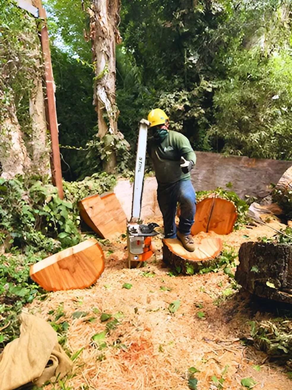 Perez Tree Service & Landscaping project 14