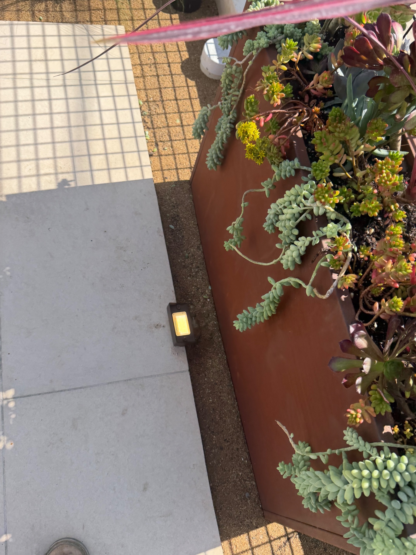 Close-up of a succulent planter with landscape uplighting
